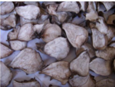 中药附子论坛之一