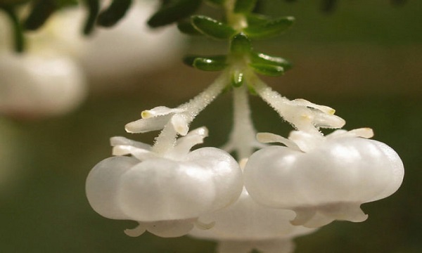 我国的国花是什么花正确答案,我国的国花是什么花