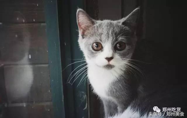 喵~铲屎官注意，郑州东区这家小店各种萌喵环绕，桌上披萨有料！