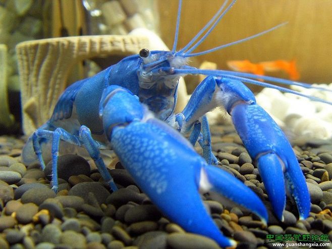 打我蓝buff，生气时萌萌哒，那些难得一见却美的令人窒息的观赏鱼