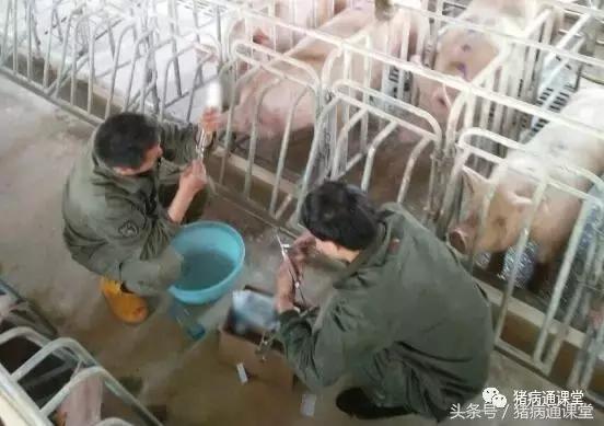 猪瘟怎么防治,猪瘟如何治疗