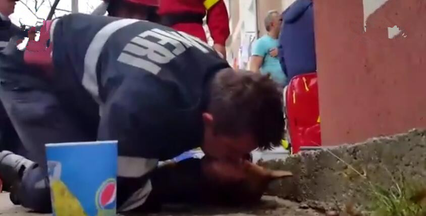 狗狗被烟雾熏晕了,狗狗火灾吸入大量浓烟