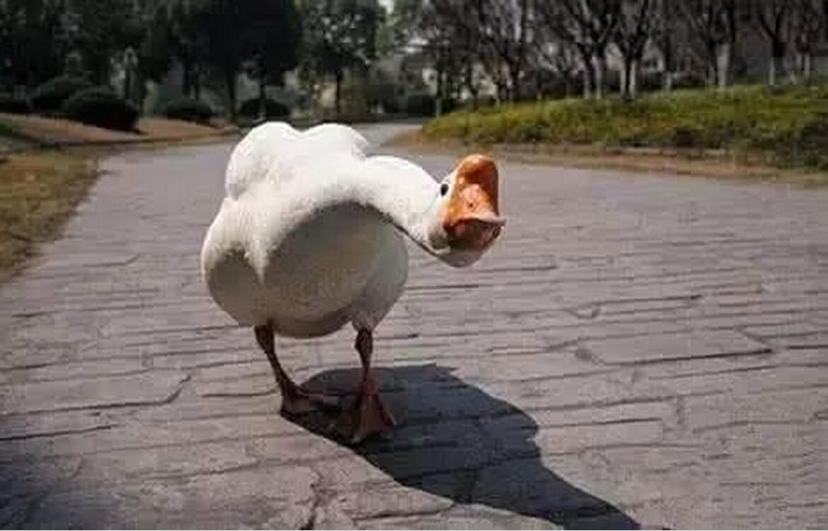 农民饲养各种动物,中国农民养六畜视频