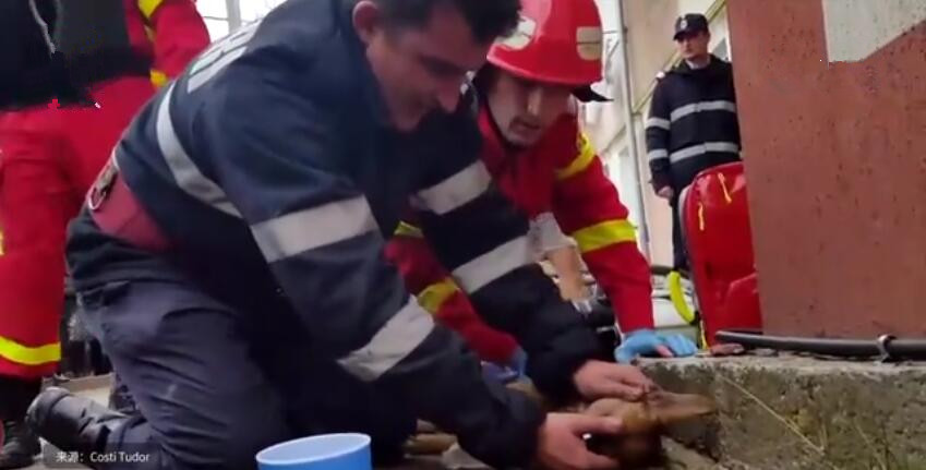 狗狗被烟雾熏晕了,狗狗火灾吸入大量浓烟