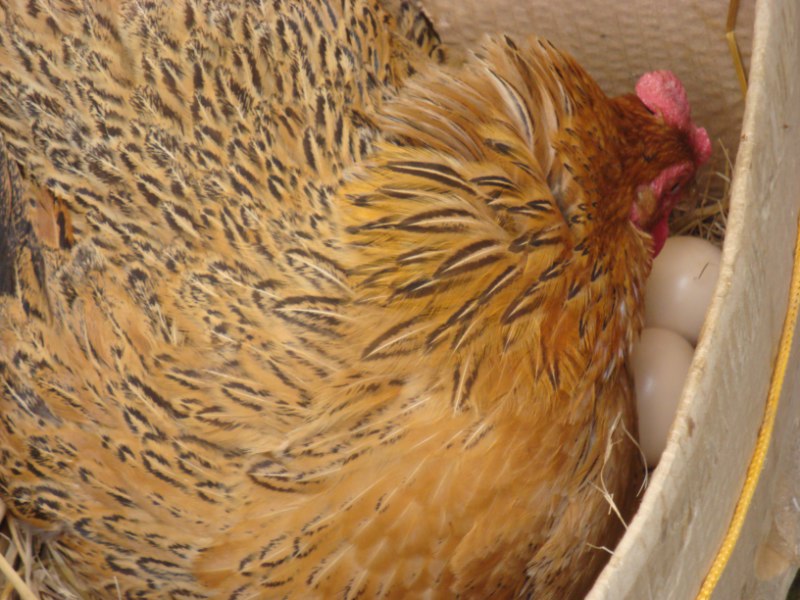 农民养什么动物最赚钱,中国农民养殖致富