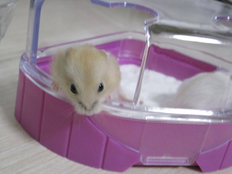 仓鼠越狱后很多小时才发现怎么办,仓鼠越狱怎么安慰