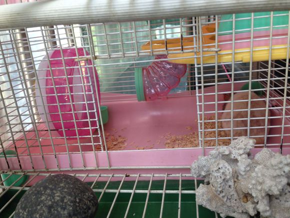 仓鼠越狱后很多小时才发现怎么办,仓鼠越狱怎么安慰