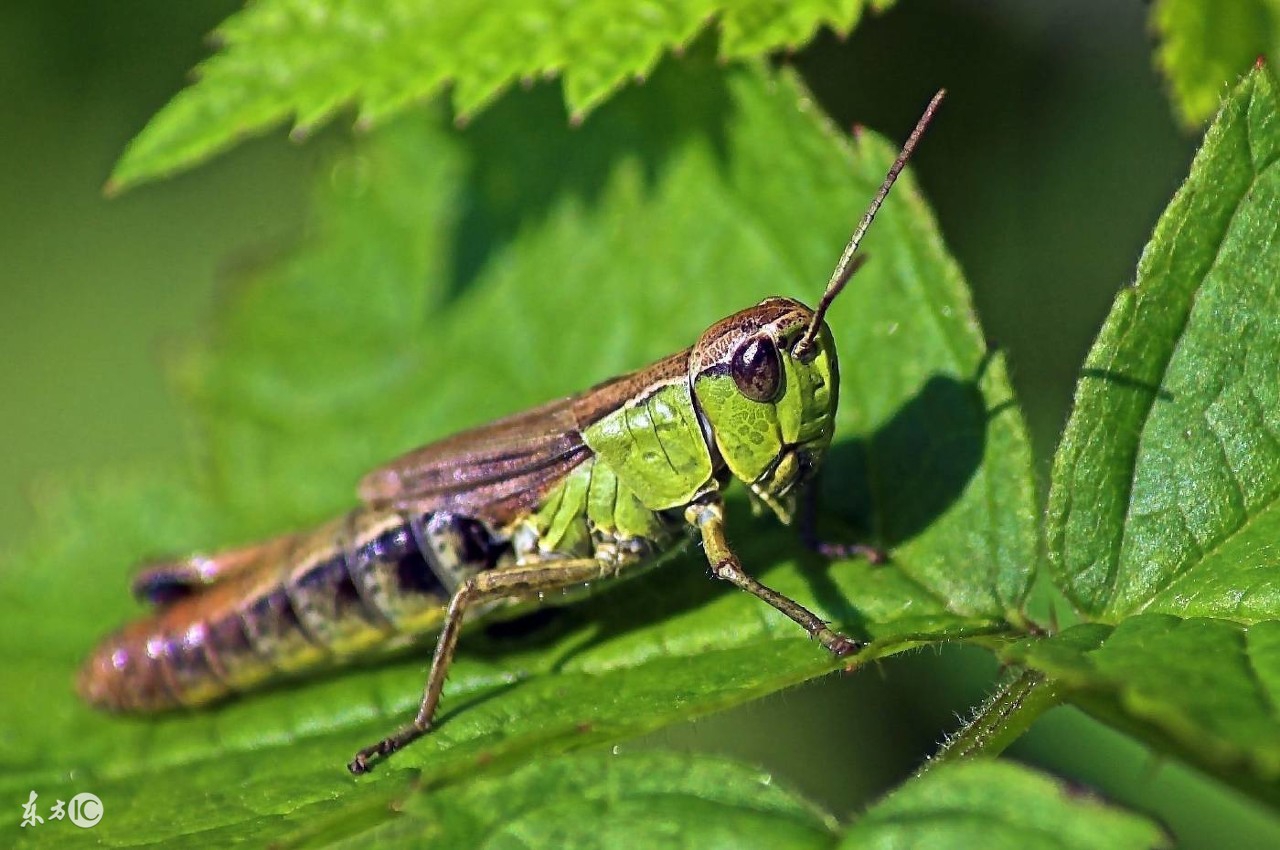 每日小科普有趣的冷知识分享,超有趣的冷知识你绝对不知道