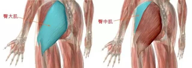 改善假胯宽后腰臀比,腰臀比很完美的骨盆宽度