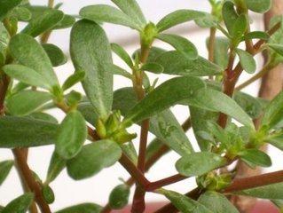 湿疹是怎么得的好了又复发,治湿疹最有效的植物