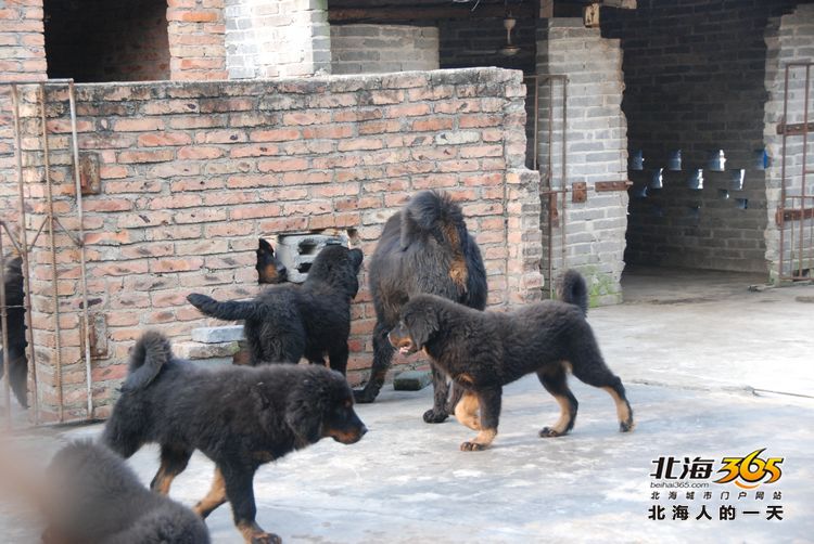 陈荣华北海,北海人的一天