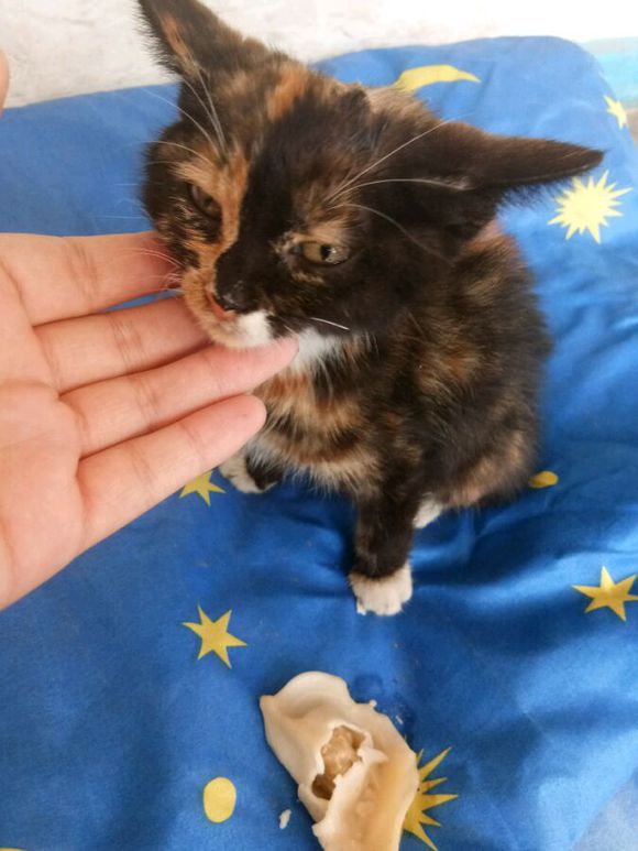 捡到一只小奶猫后续,捡到一只还未睁眼的小奶猫怎么办