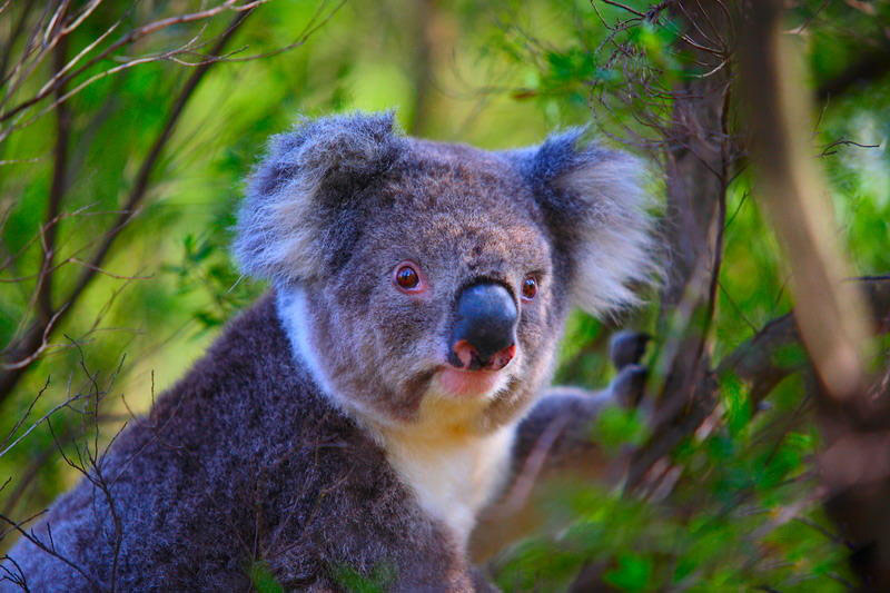 澳洲必买清单3-5岁,澳洲最值得入手的10款保健品