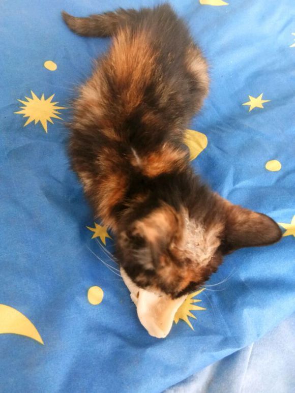 捡到一只小奶猫后续,捡到一只还未睁眼的小奶猫怎么办