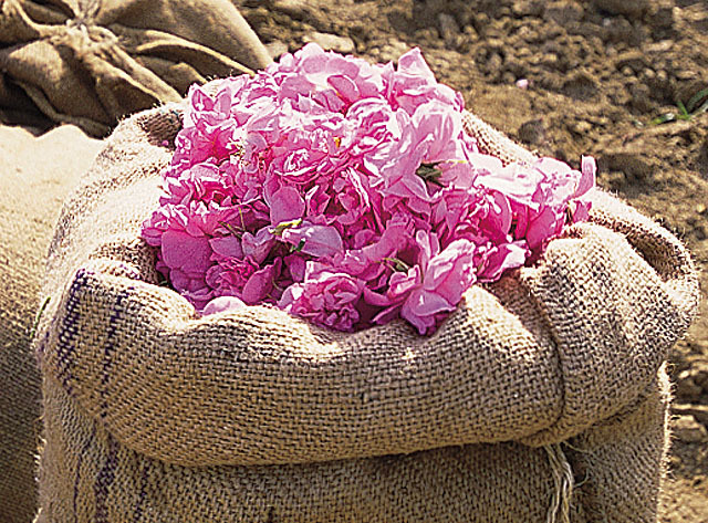 法国香水小镇在哪里,法国原装进口香水香奈儿