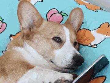 共享手机登陆昆明，一天11块，32G的iPhone7租到手