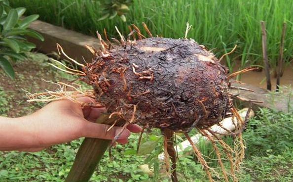 这个食材是斑块克星,肠癌克星的食物