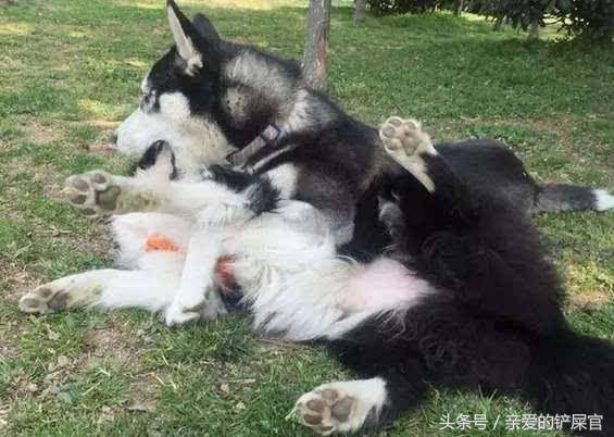 学会这一招狗狗再也不会乱拉乱尿,学会这几招没人再敢欺负你