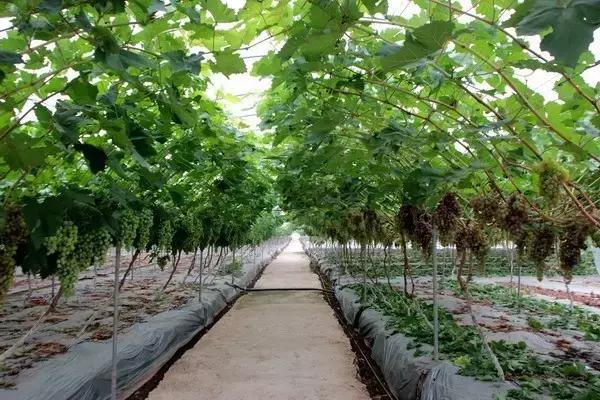 你知道河南人家门口多了个赚钱门路吗？