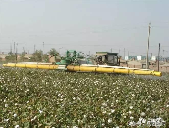 乙烯利催熟剂西瓜专用,乙烯利催熟棉花温度