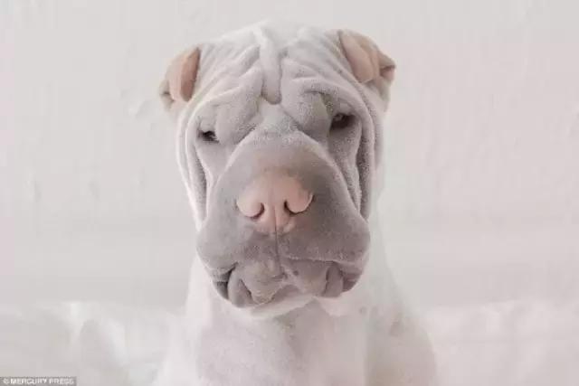 中华田园犬在其他国家是名犬吗,中华田园犬八大名犬国家保护动物