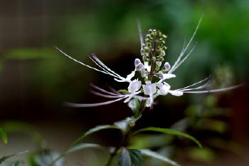 潮汕青草药书大全,潮汕青草药使用大全