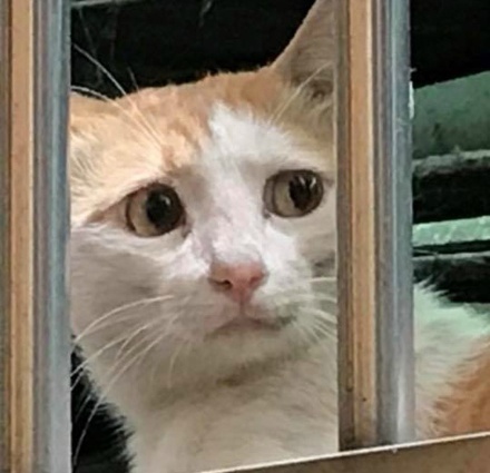 你试过给猫敷面膜吗？我跟你说它会变成一个美人儿