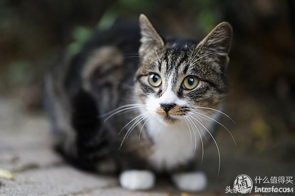 初入摄影应该必备哪些镜头,初入摄影该怎么选相机