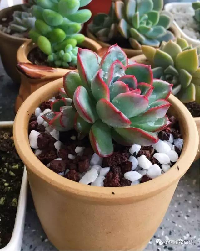 11岁小肉友的投稿：当多肉遇见盛夏的那场雨