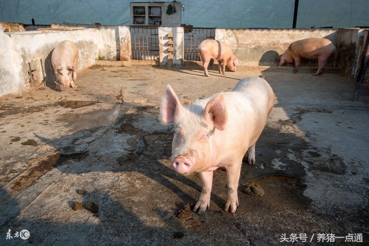 养猪治病药物经典配方,养猪饲料配什么药物