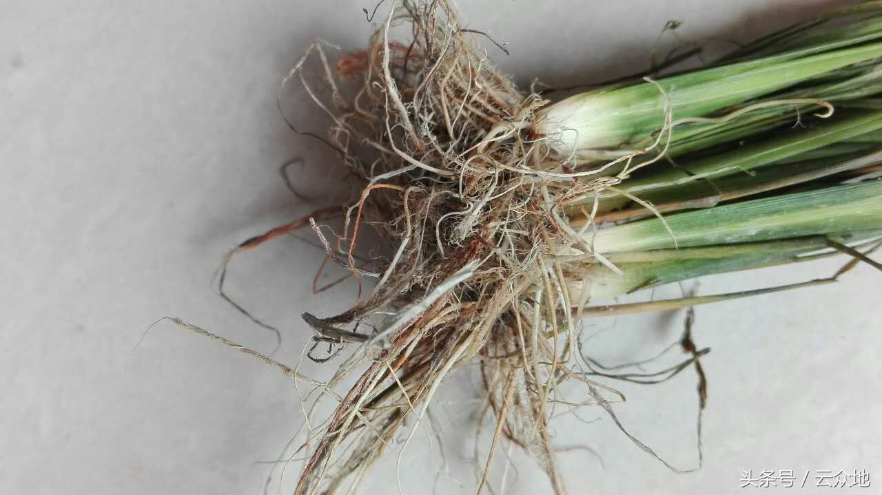 水稻秧苗黑根原因,水稻产生黑根的原因是什么
