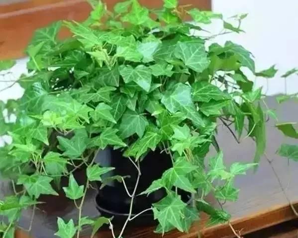 新装修的房子什么植物可以去甲醛,植物吸甲醛好还是活性炭吸甲醛好