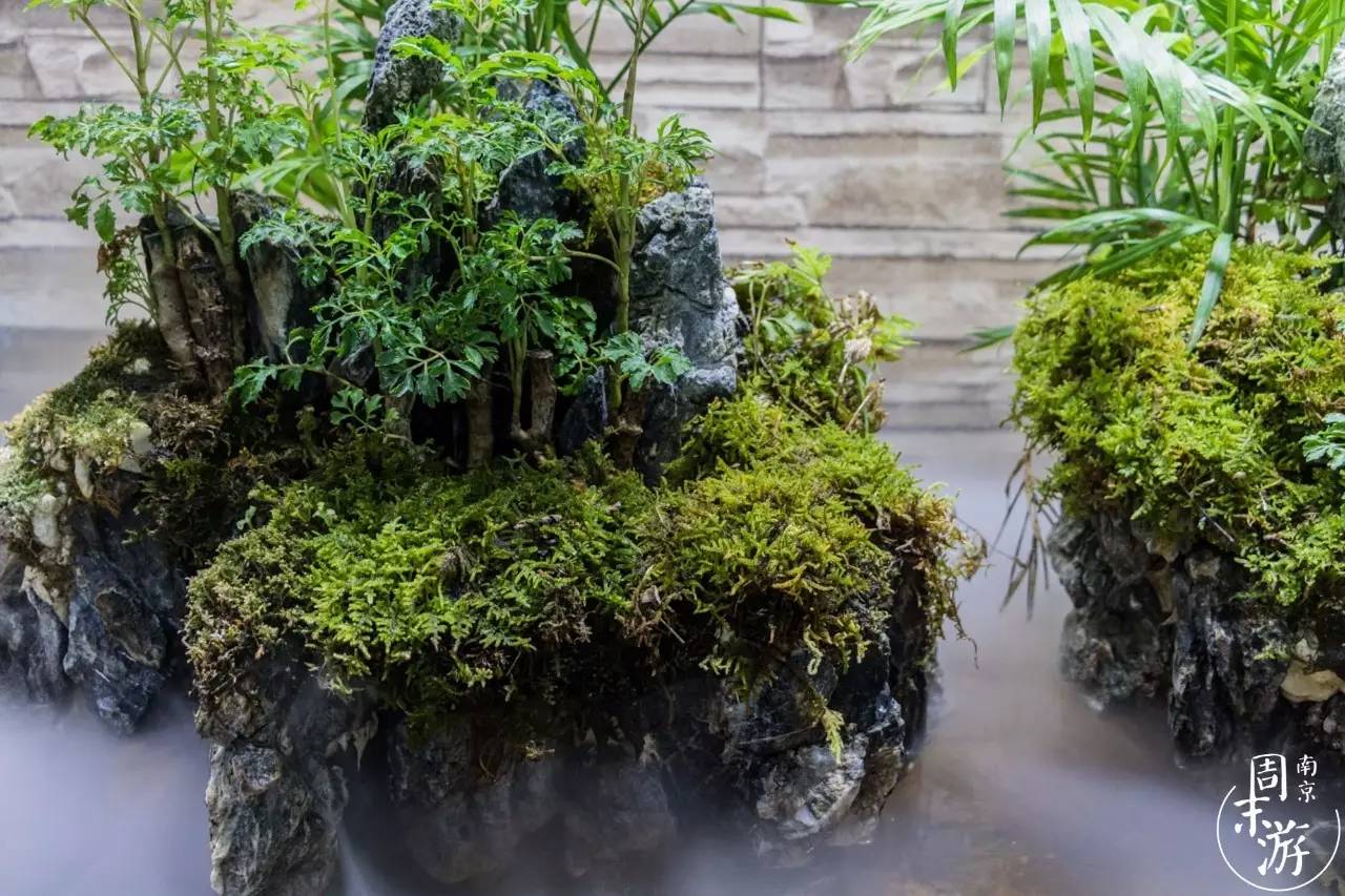 南京夫子庙花鸟鱼虫市场,南京花鸟鱼虫市场