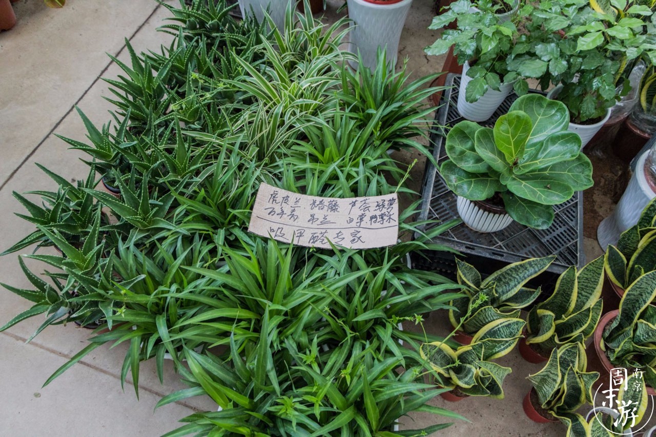 南京的花鸟市场在什么地方,南京夫子庙花鸟鱼虫市场