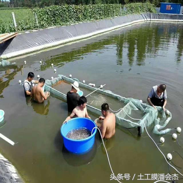 鱼塘防水防渗膜怎么养水,鱼塘养殖防渗膜价格
