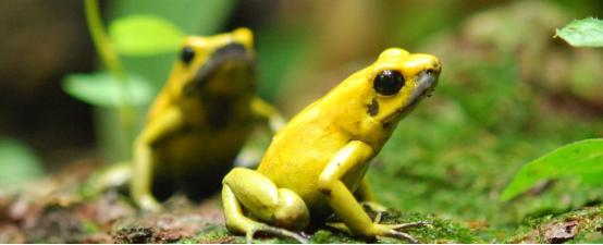 箭毒蛙为啥不会毒死自己,箭毒蛙为什么不会被毒死