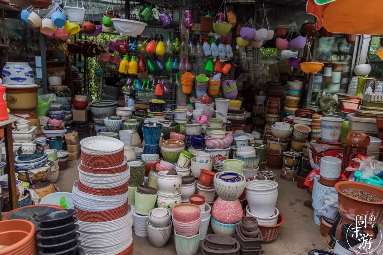 逛南京花卉市场视频,南京夫子庙花鸟鱼虫市场