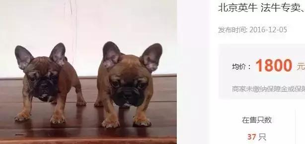 致狗狗的最后一封信,致养狗主人的一封信