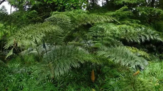 苏铁的产地分布,苏铁原产在哪里