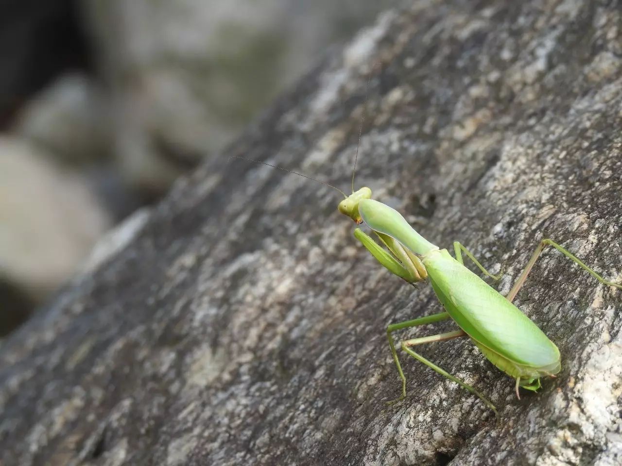 「雪球自然观察」螳螂跳水记