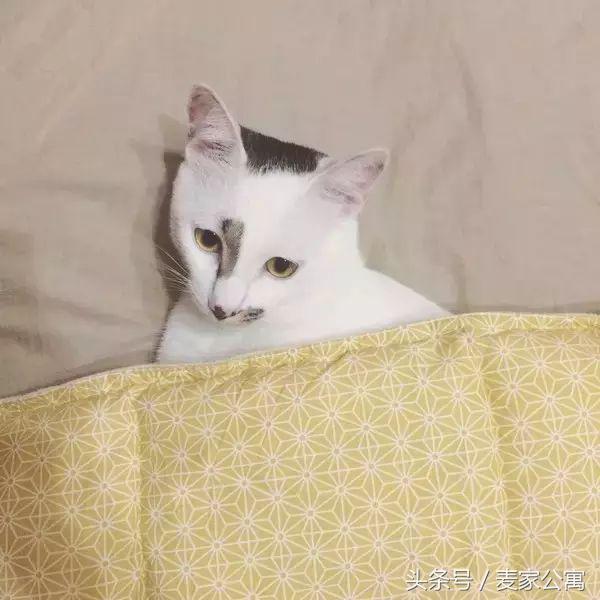 单身独居女生租房布置,独居租房布置