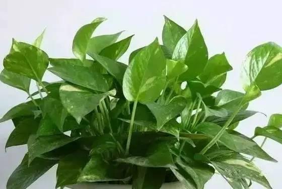 新装修的房子什么植物可以去甲醛,植物吸甲醛好还是活性炭吸甲醛好