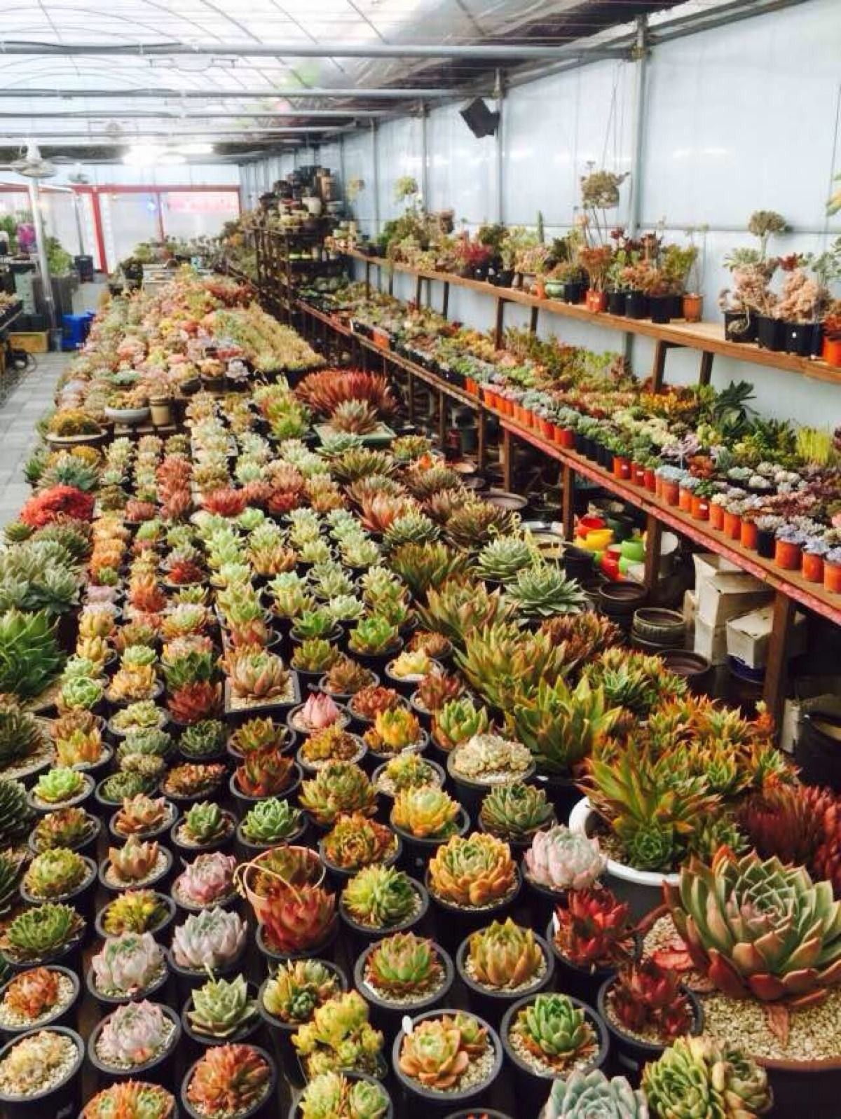 韩国多肉好卖吗,韩国奶酪多肉与国内区别