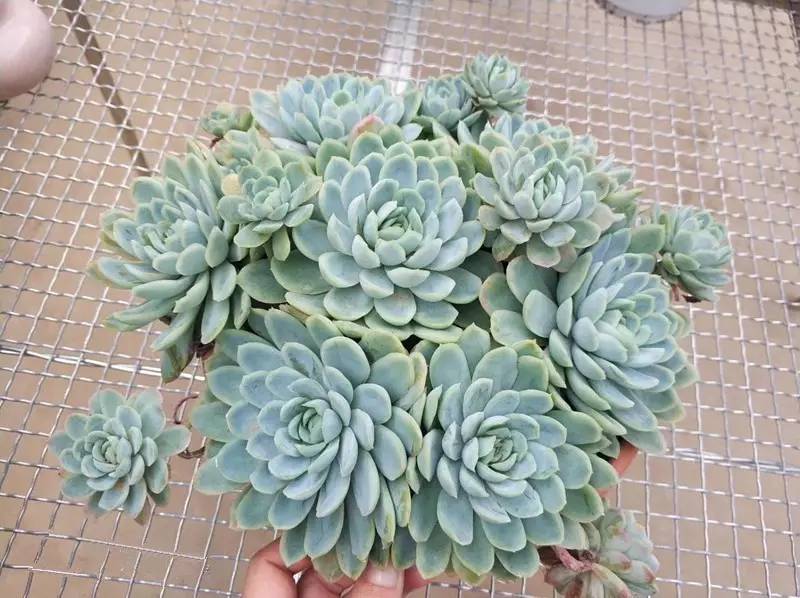 韩国多肉好卖吗,韩国奶酪多肉与国内区别