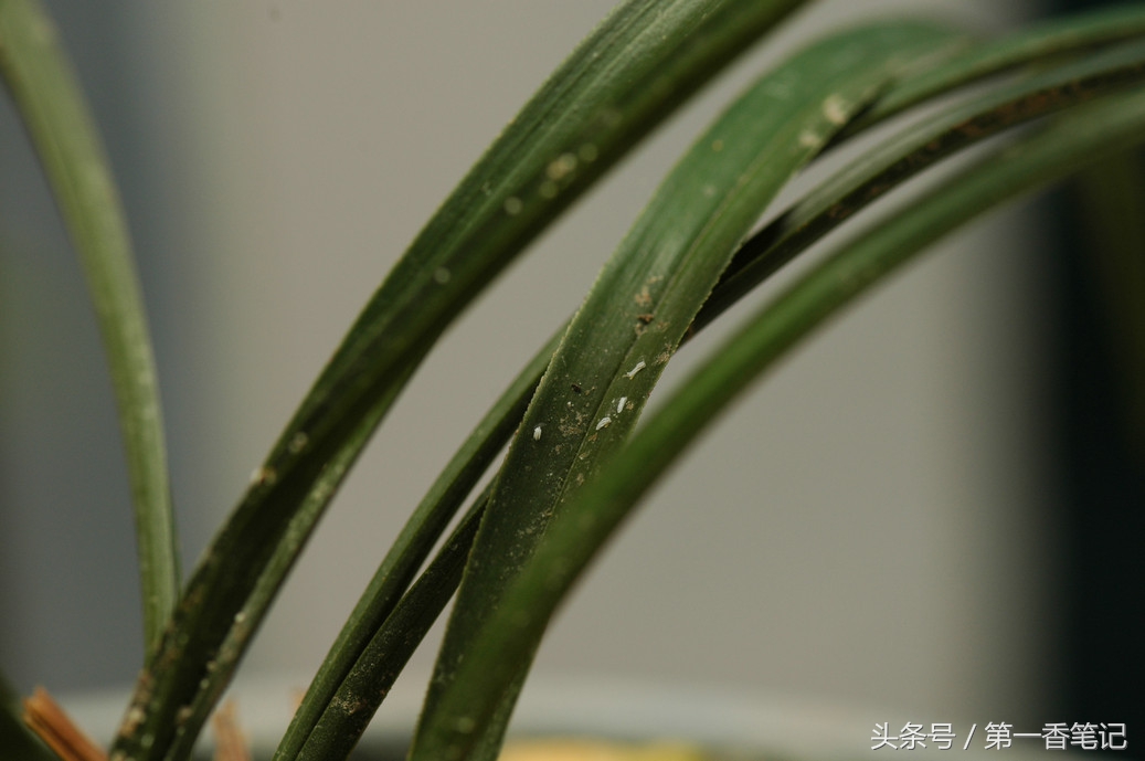 兰叶长介壳虫怎么处理,养兰宜忌