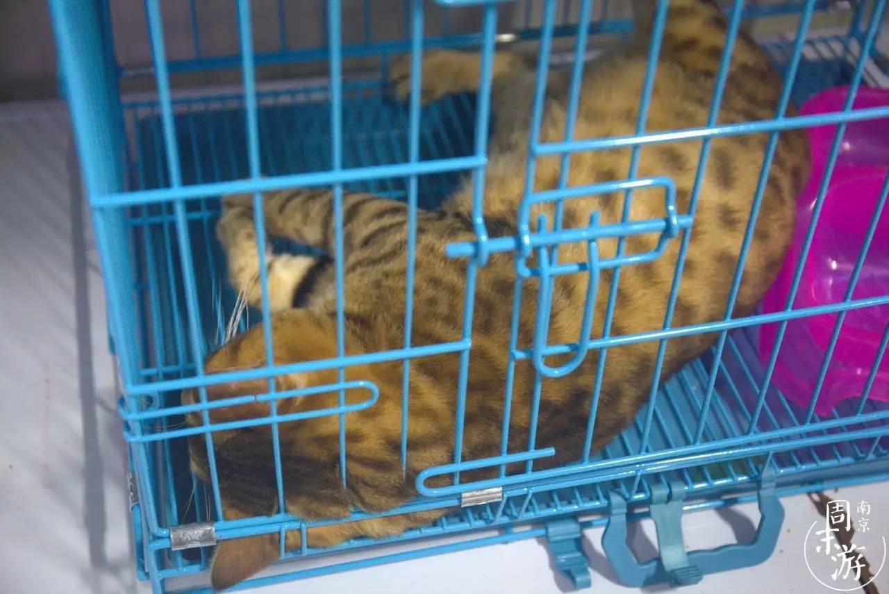 南京的花鸟市场在什么地方,南京夫子庙花鸟鱼虫市场