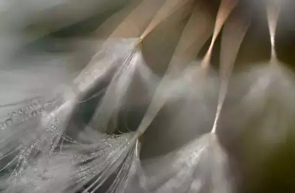 蒹葭苍苍白露为霜天冷莫忘添衣,蒹葭苍苍白露为霜何日归故乡