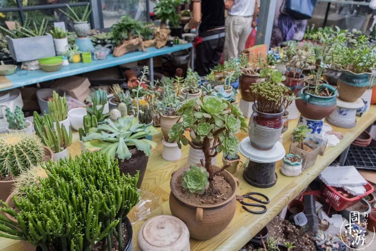 逛南京花卉市场视频,南京夫子庙花鸟鱼虫市场