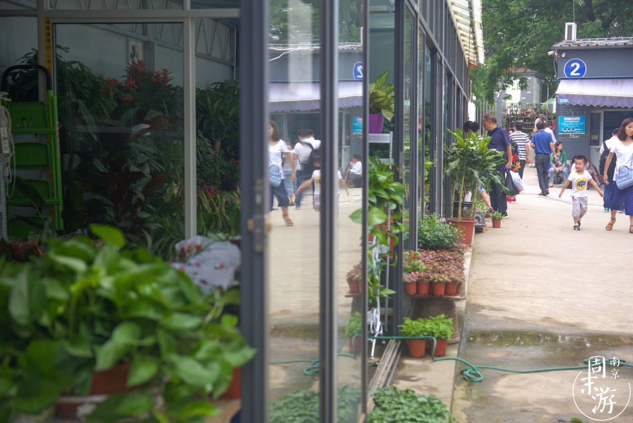 逛遍整个南京城,南京的花鸟市场在什么地方