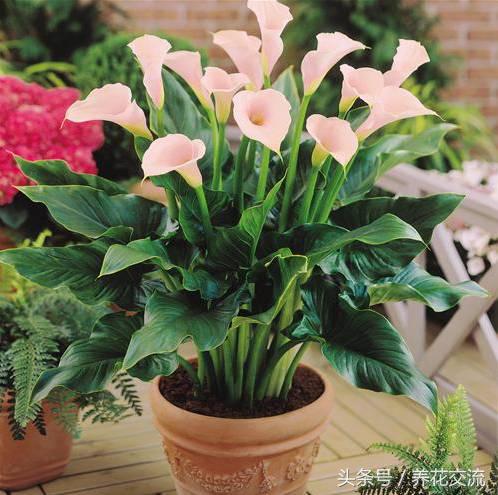 在室内养一些彩虹般的马蹄莲，每天看着心情都会变好